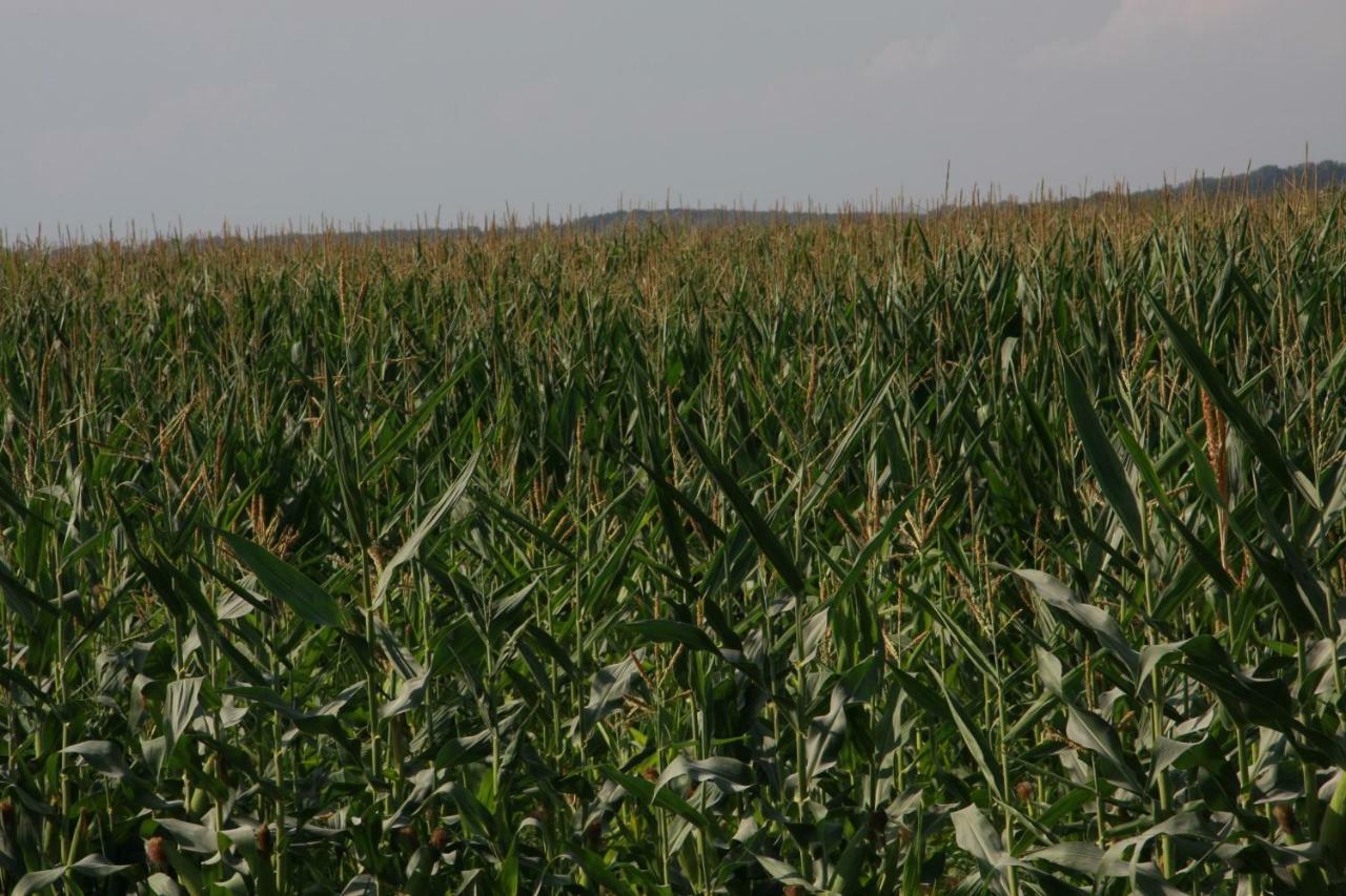 Il Silos Maccarese Luaran gambar