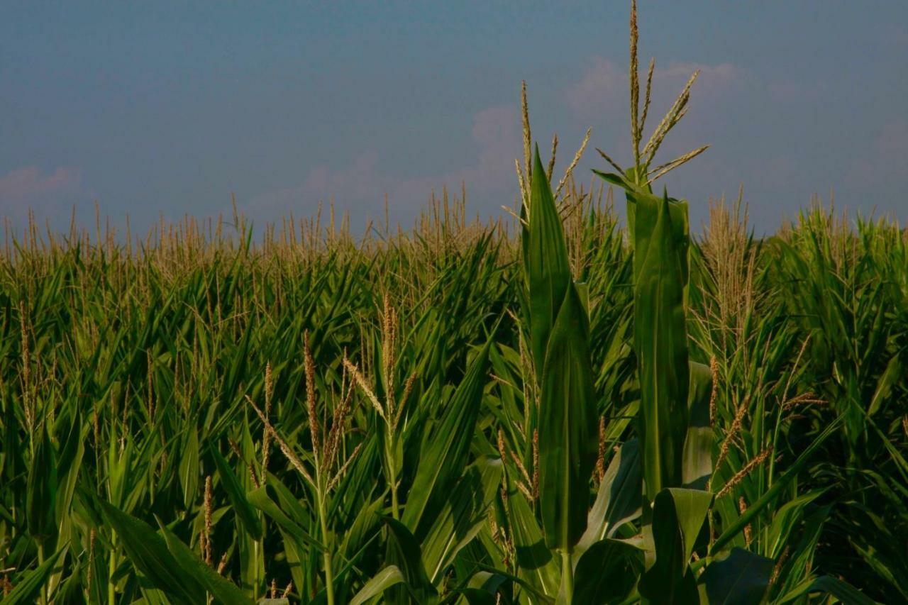 Il Silos Maccarese Luaran gambar